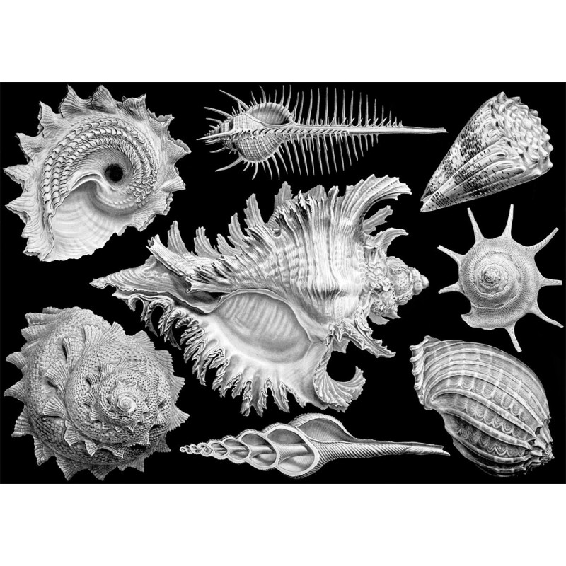 Puzzle Shells 1000