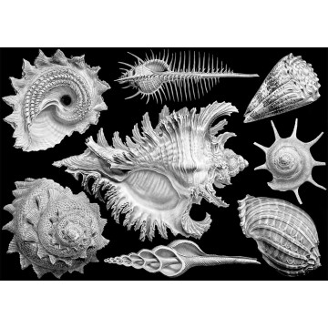 Puzzle Shells 1000