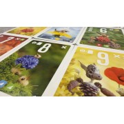 Pixies: Flower Power