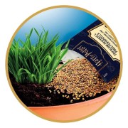 HARRY POTTER KIT TERRARIUM - MADRAGOLA