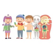 EDUCATION CLEMENTONI - EL CUERPO HUMANO